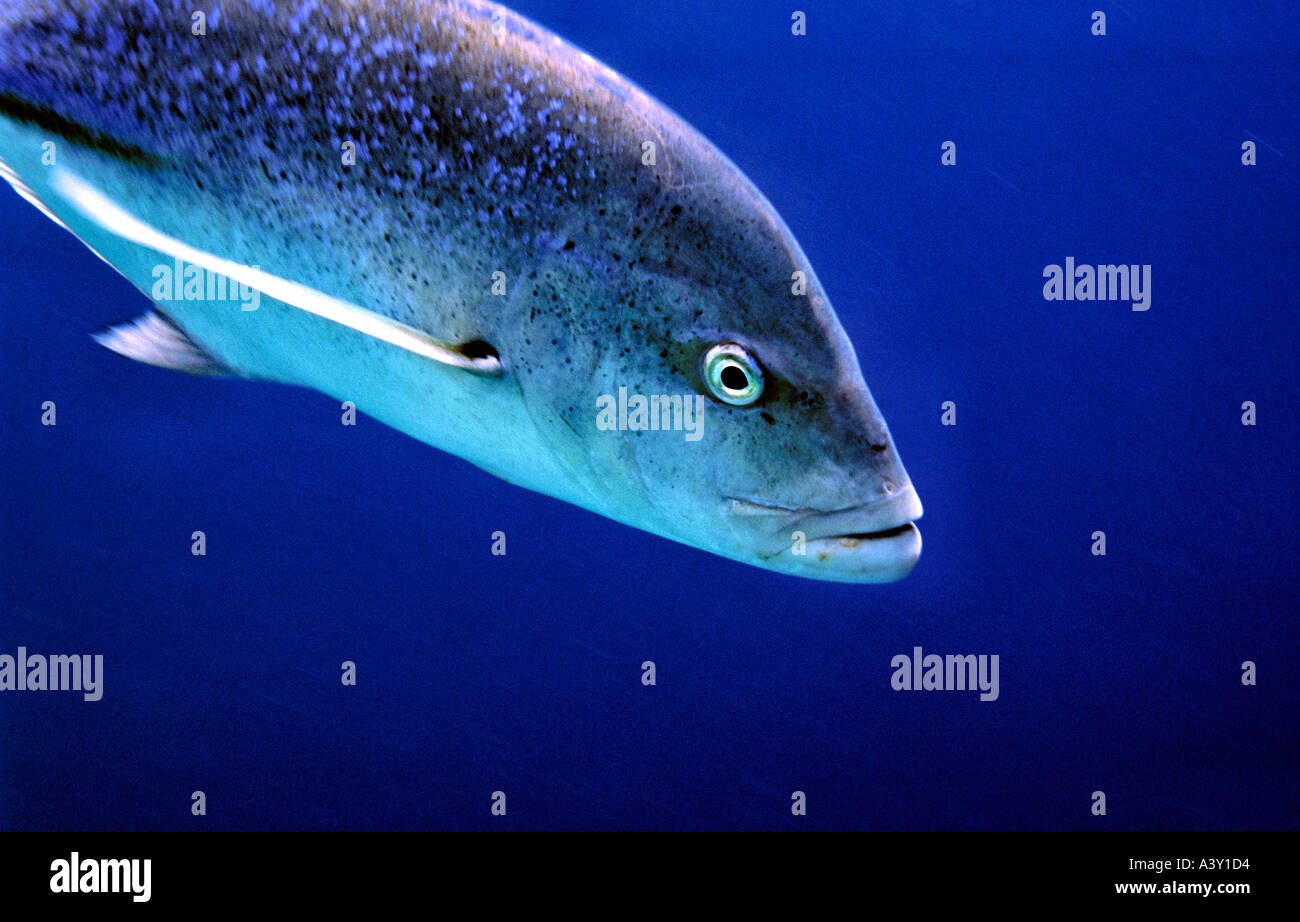 Caranx melampygus, Bluefin trevally swimming in open water, Maldives, Indian Ocean Stock Photo