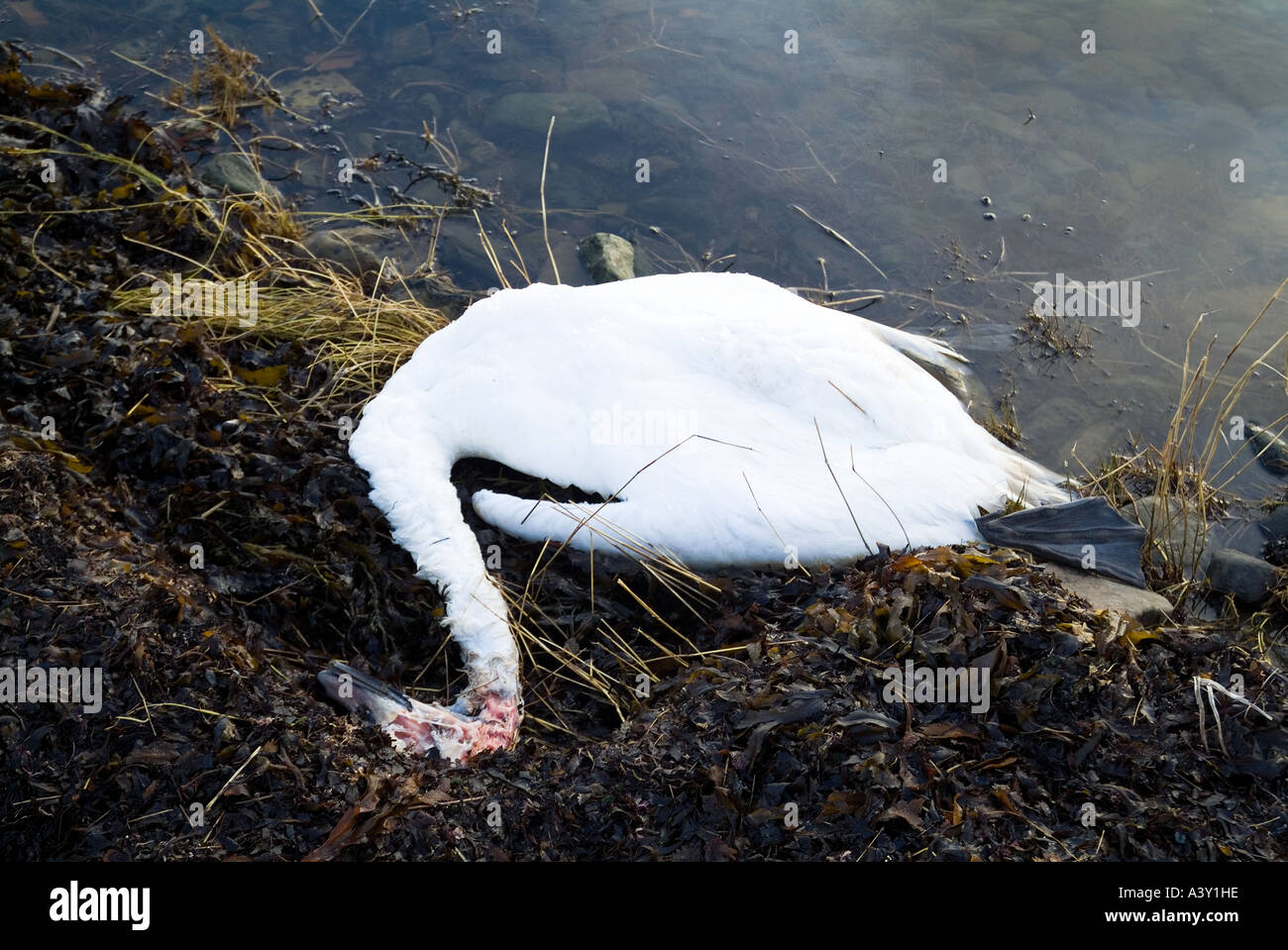dh Mute Swans SWANS UK Dead mutilated head swan washed ashore Loch of Harray Orkney Stock Photo