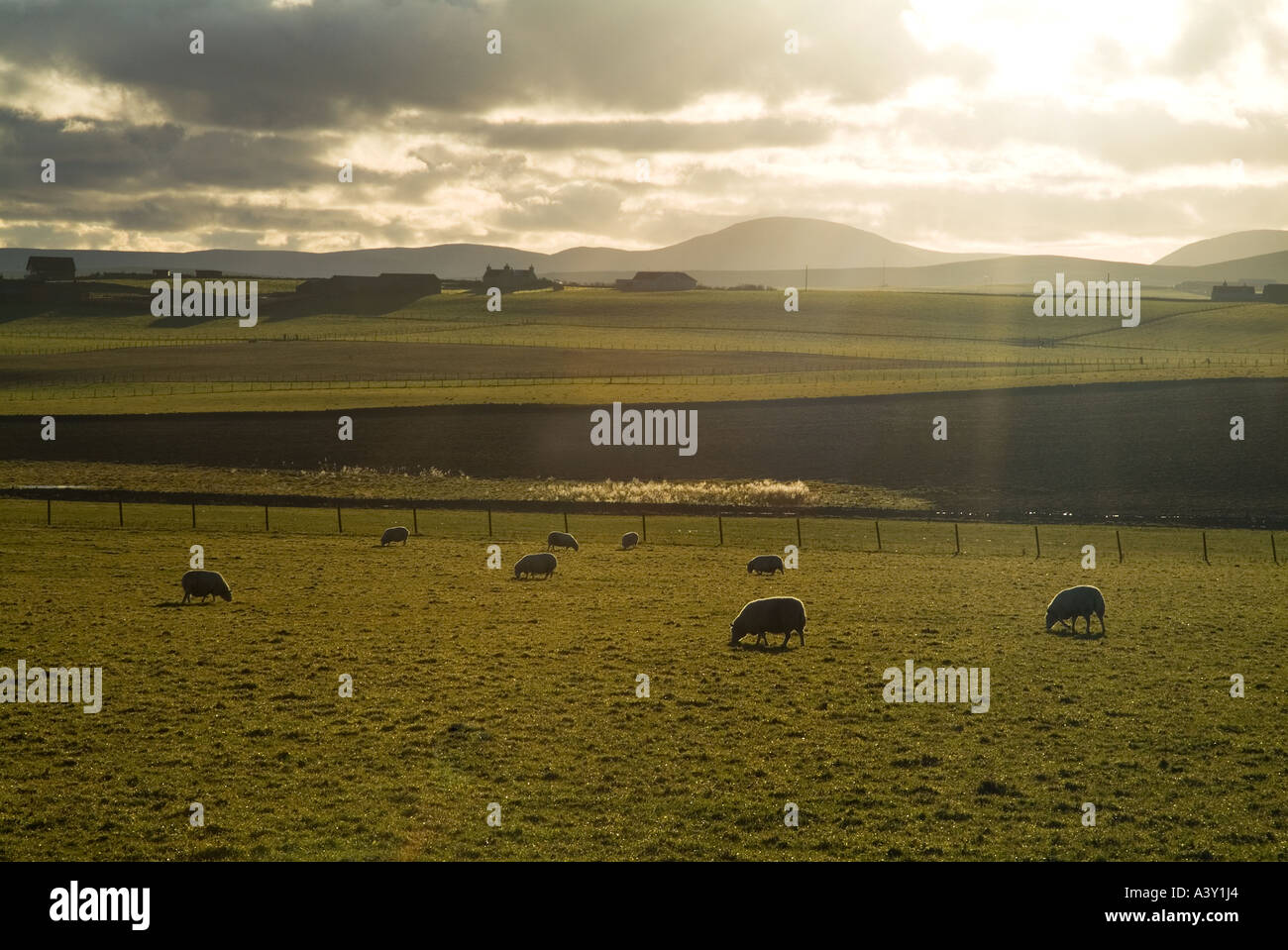 dh SHEEP UK Sheep grazing in field Sandwick Orkney Stock Photo