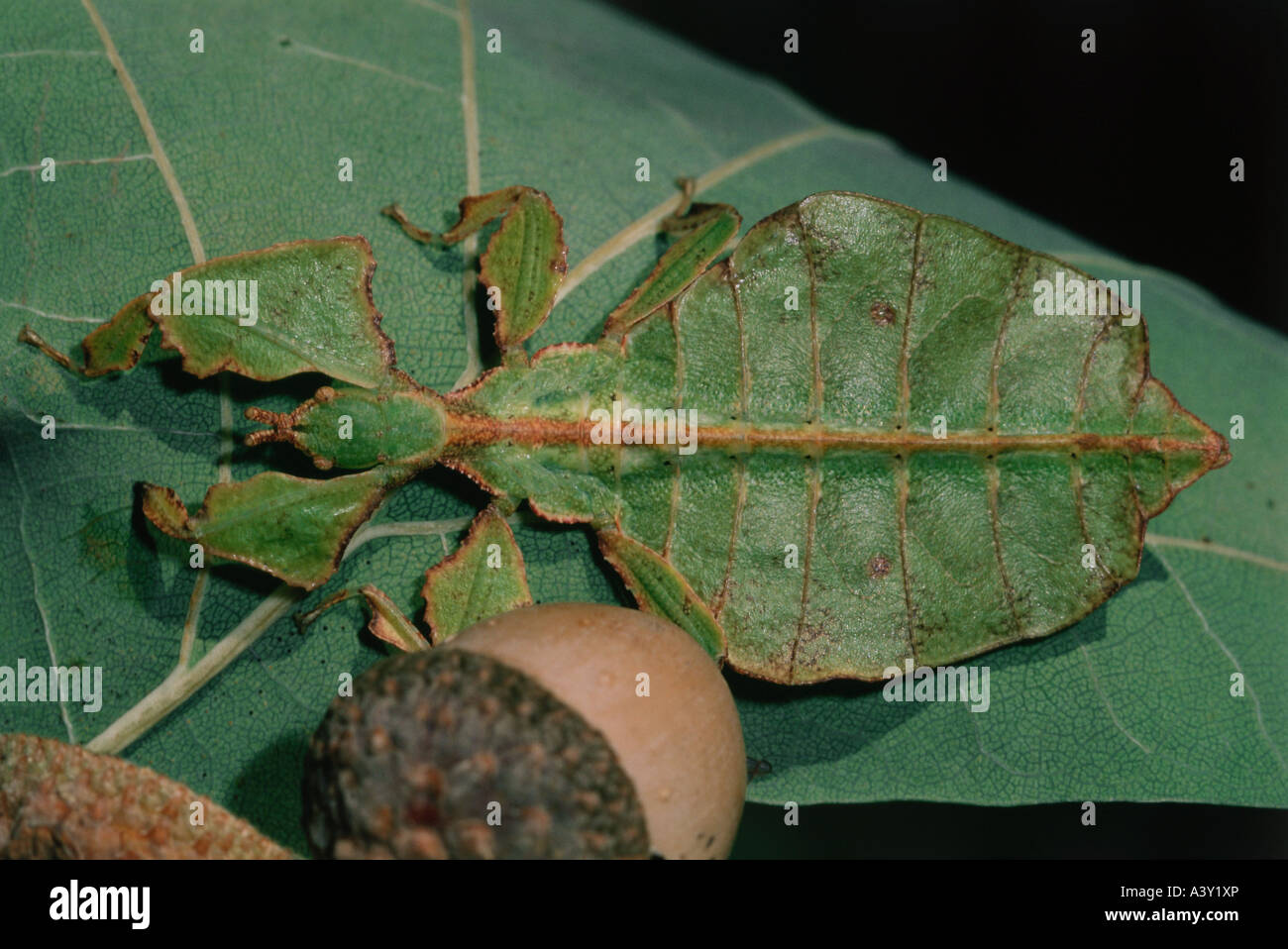 zoology / animals, insects, locusts, Leaf Insect, (Phyllium bioculatum), on leaf, distribution: Malayan archipelago, New Guinea, Stock Photo
