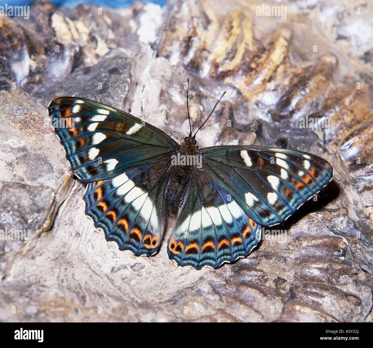 zoology / animals, insect, butterflies, Poplar Admiral, (Limenitis populi), on stone, distribution: Western and South Europe, As Stock Photo
