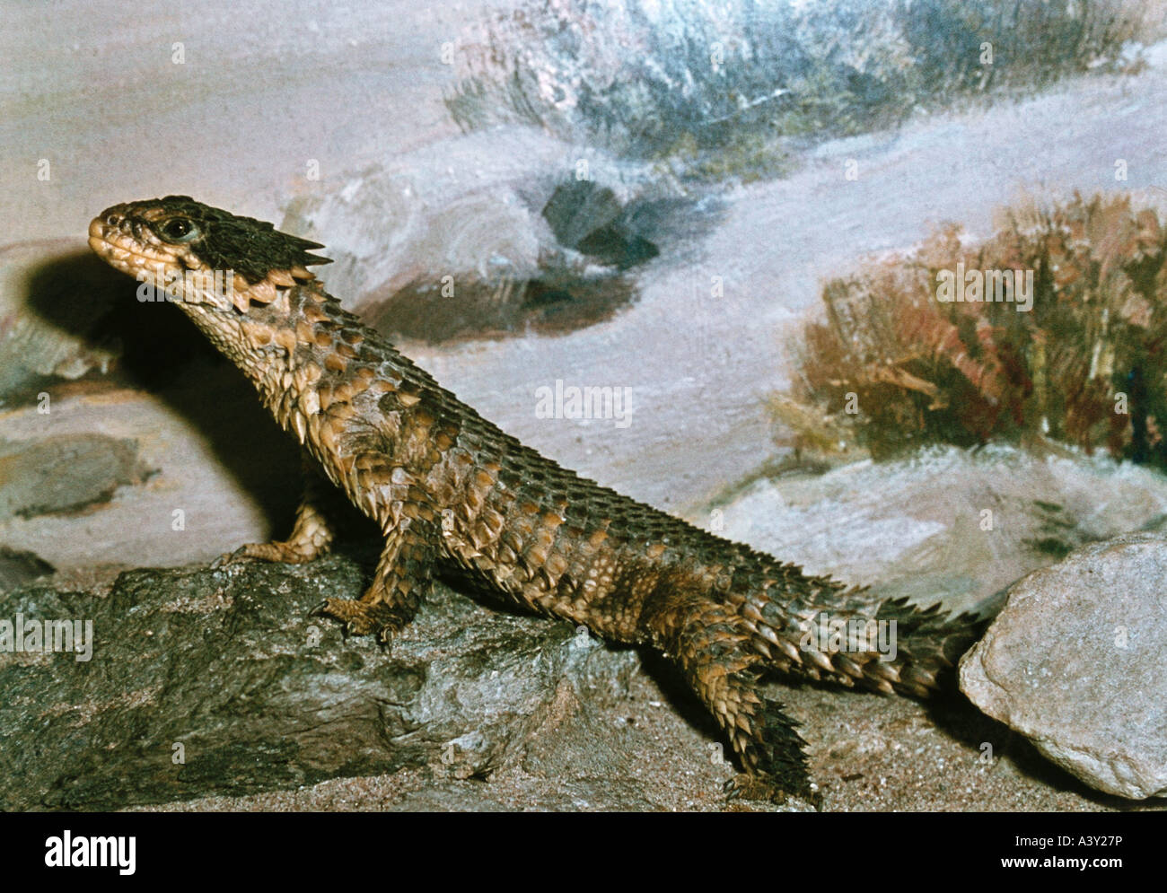 zoology / animals, reptiles, lizards, Giant Girdled Lizard, (Cordylus giganteus), standing at rocks, distribution: South Africa, Stock Photo