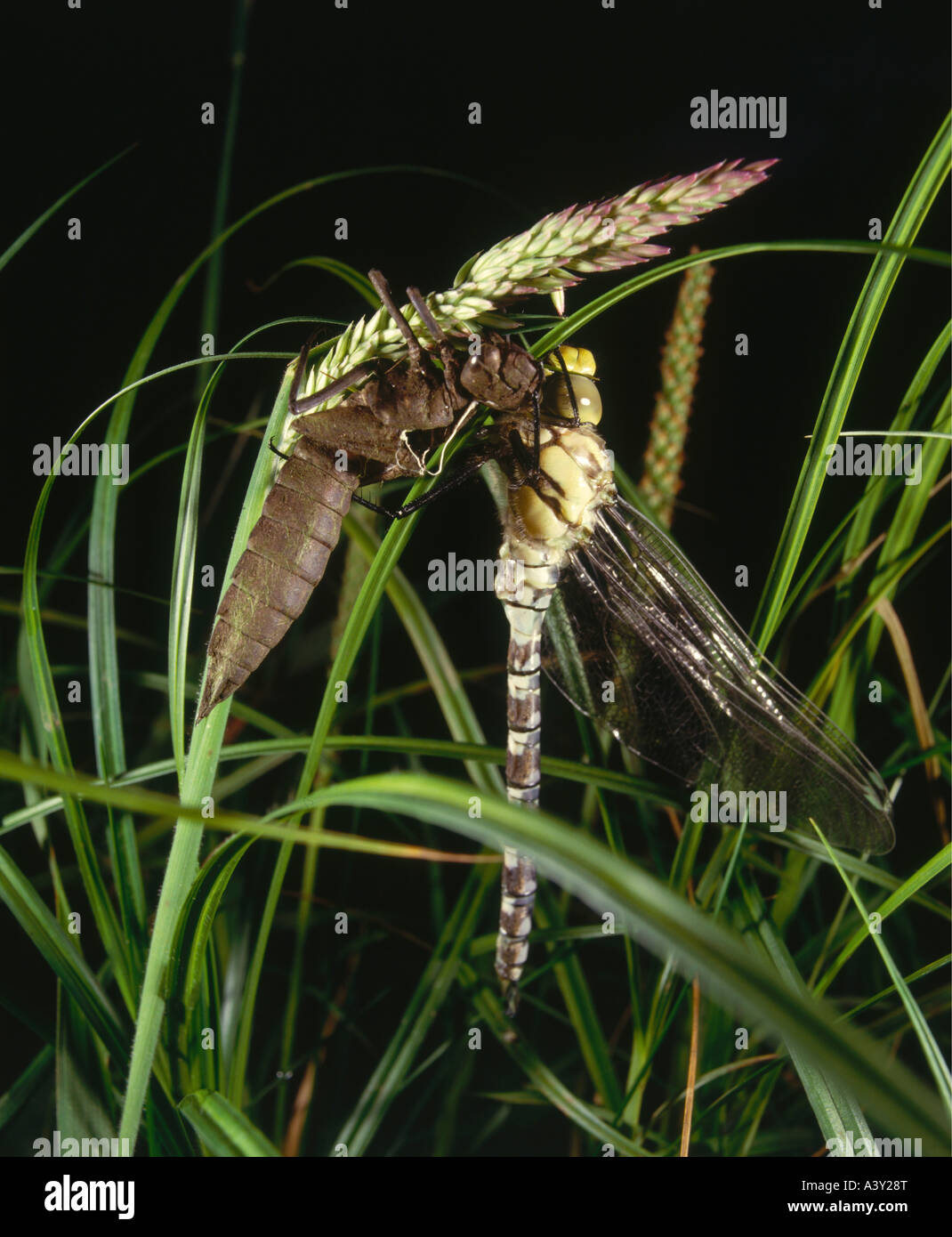 Hawker Insect zoology / animals, insect, dragonfly, Southern Hawker, (Aeshna cyanea ...