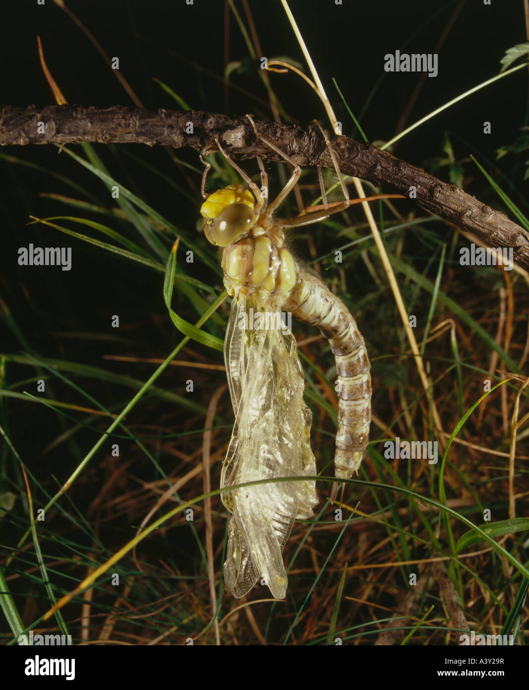 Hawker Insect zoology / animals, insect, dragonfly, Southern Hawker, (Aeshna cyanea ...