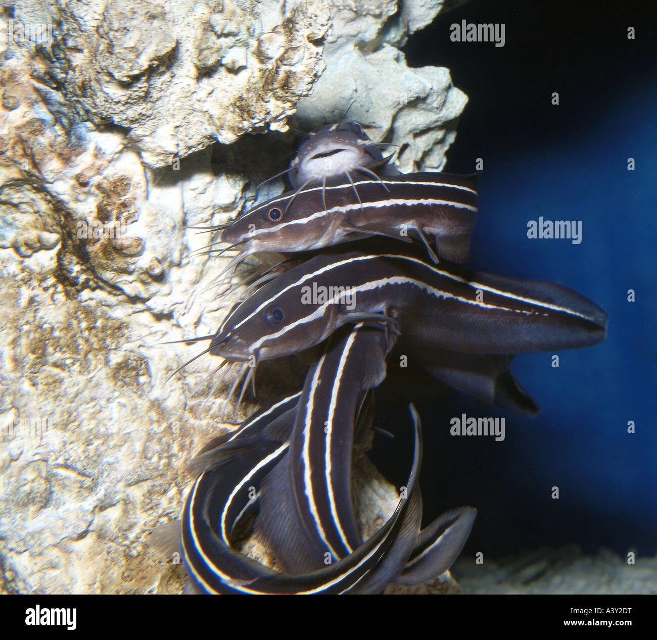 zoology / animals, fish, Coral Catfish, (Plotosus lineatus), at coral