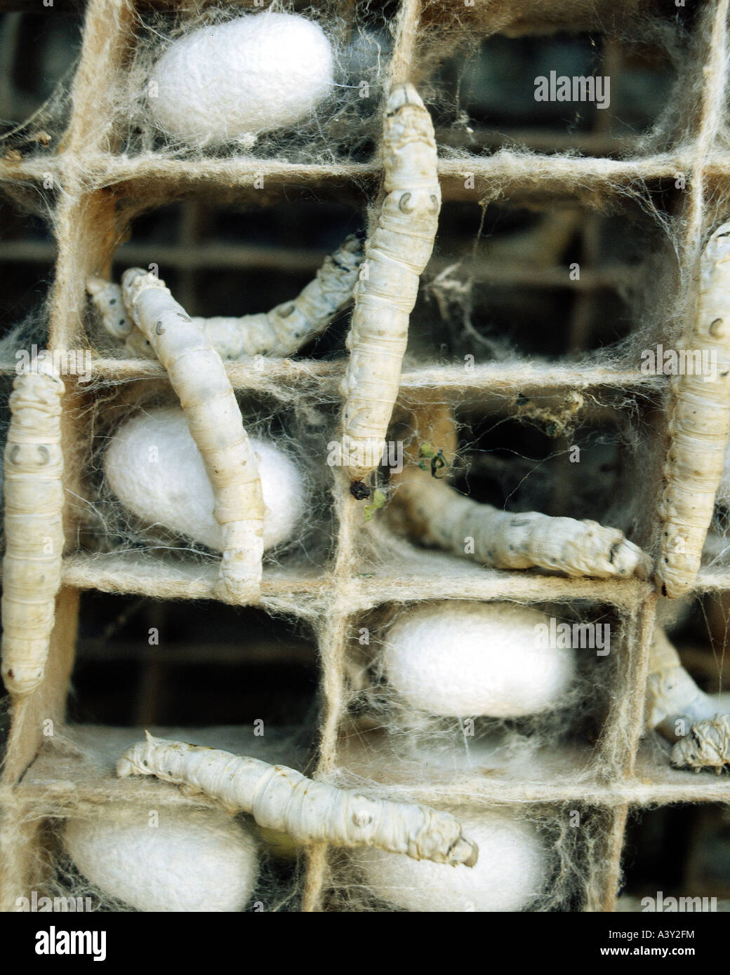 Insect Stadium Caterpillar in stadium of pupa and cocoon hi-res stock photography and ...