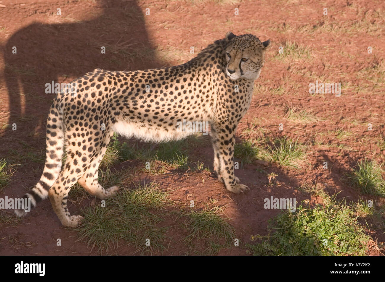 a Cheetah in Dalton Wild Animal Park Stock Photo