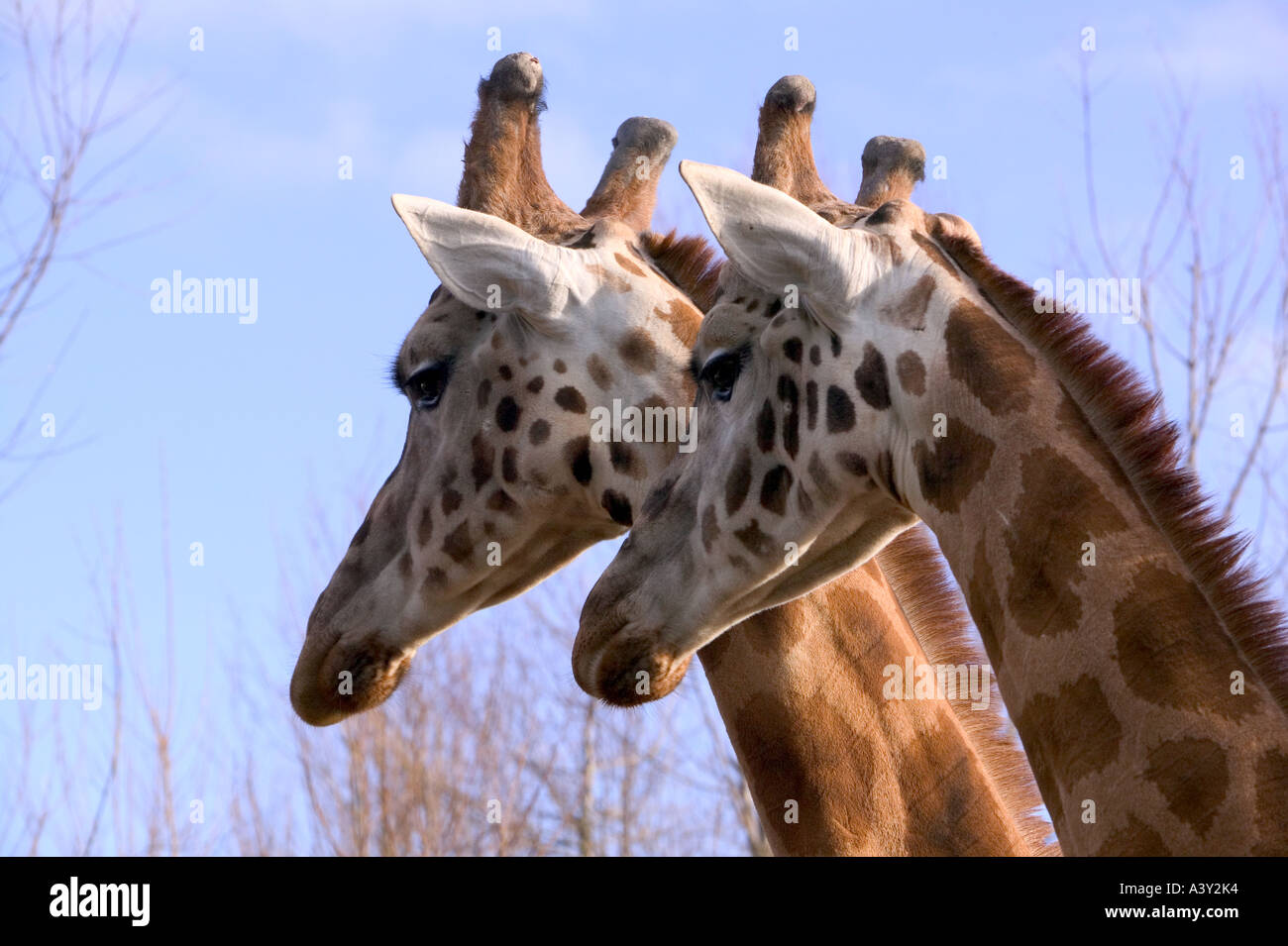 a pair of Giraffes Stock Photo