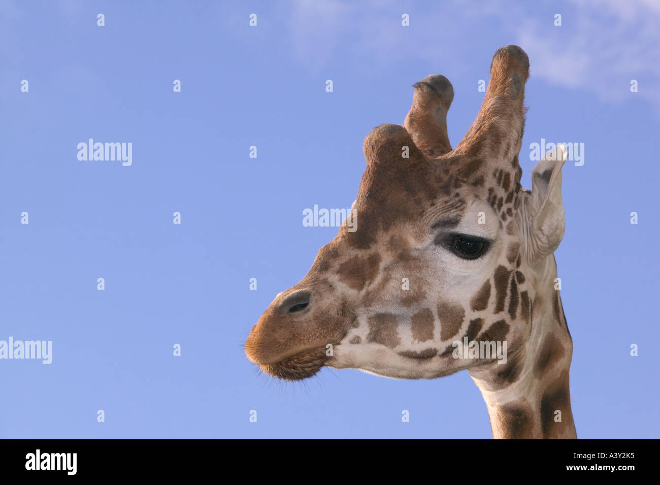 a Giraffe Stock Photo