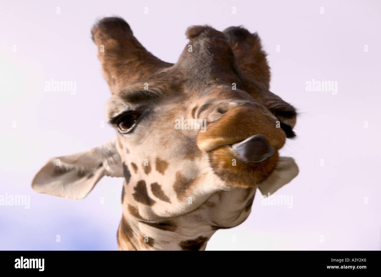 a Giraffe sticking its tongue out Stock Photo