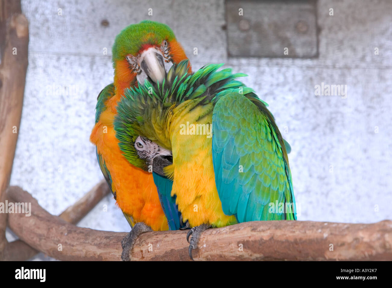 a pair of parrots grooming each other Stock Photo