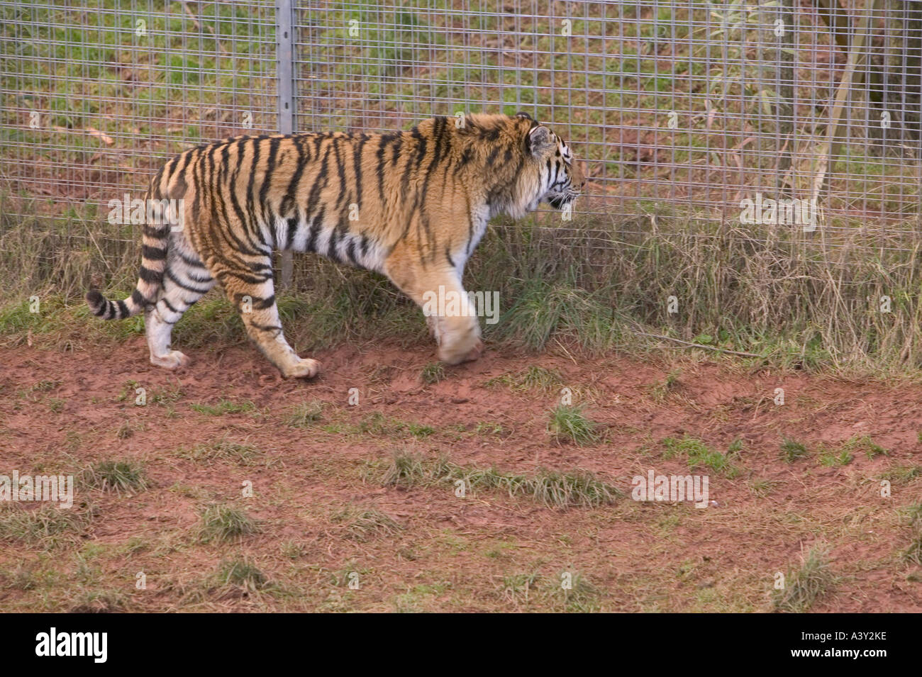 a Sumatran Tiger at a breeding project in Dalton in Furness, Cumbria, UK, paces up and down its enclosure Stock Photo