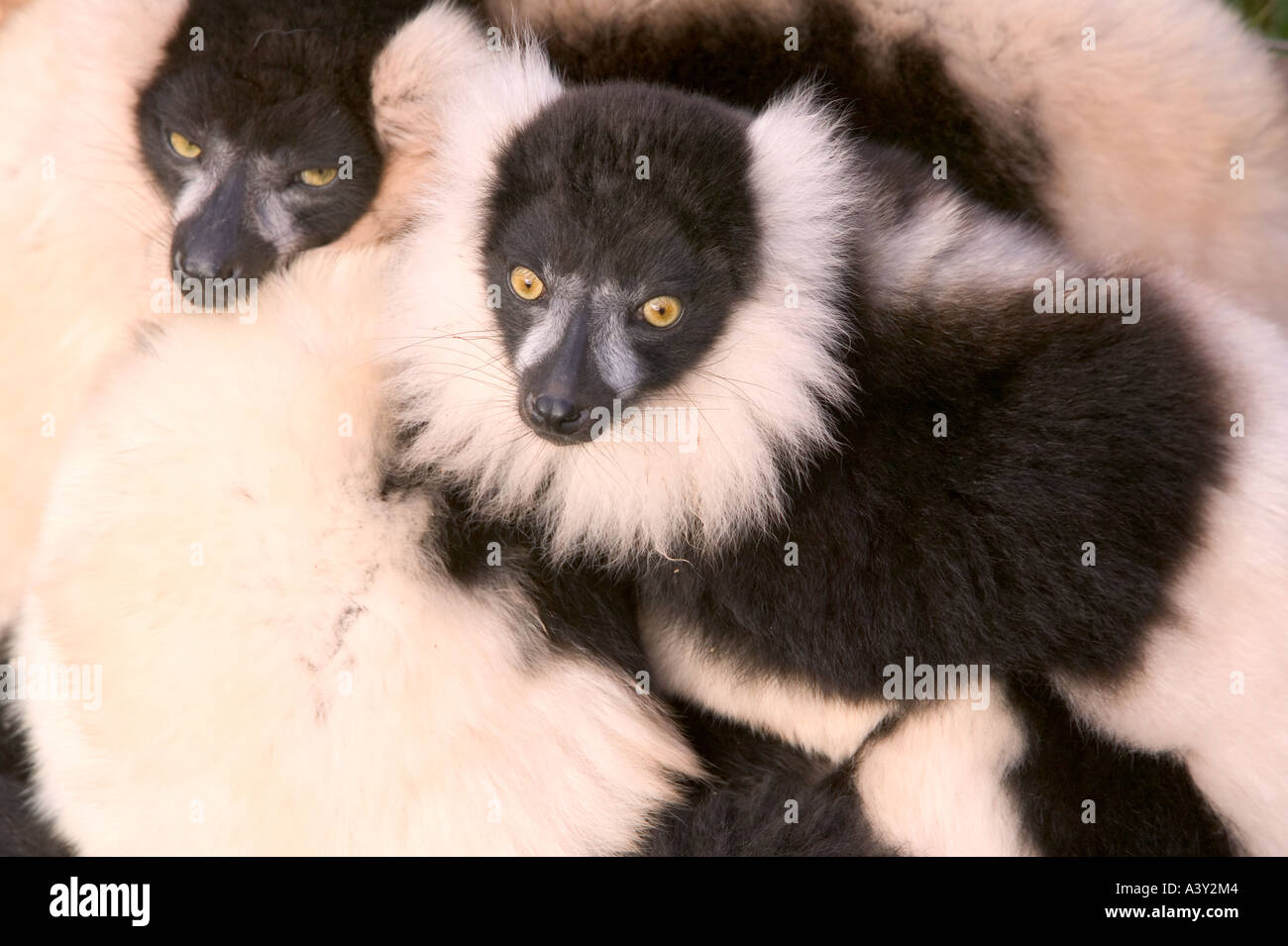 Black and white Ruffed Lemurs huddling together for warmth Stock Photo
