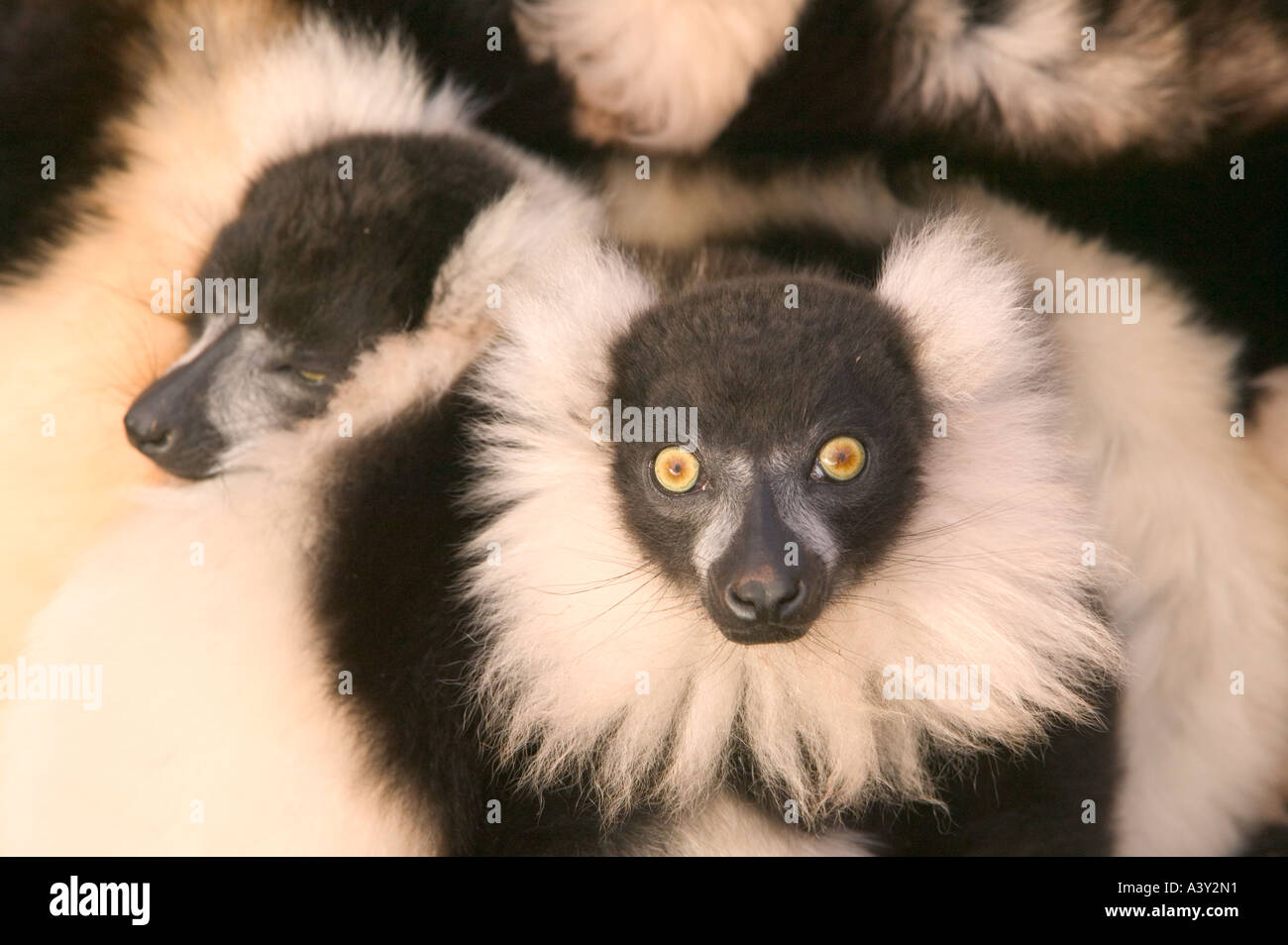 a family group of Black and White Ruffed Lemurs huddling together for warmth Stock Photo
