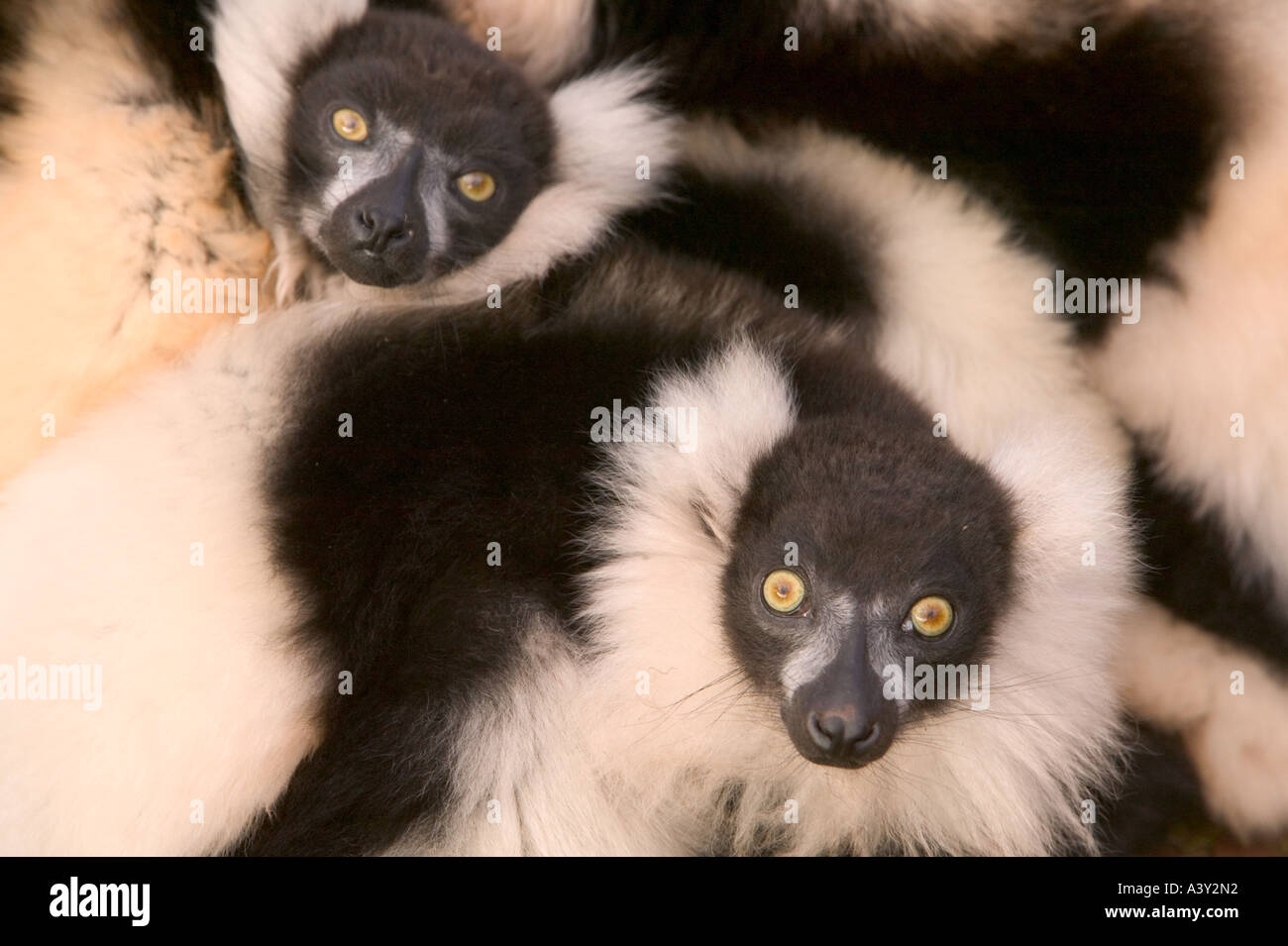 a family group of Black and White Ruffed Lemurs huddling together for warmth Stock Photo