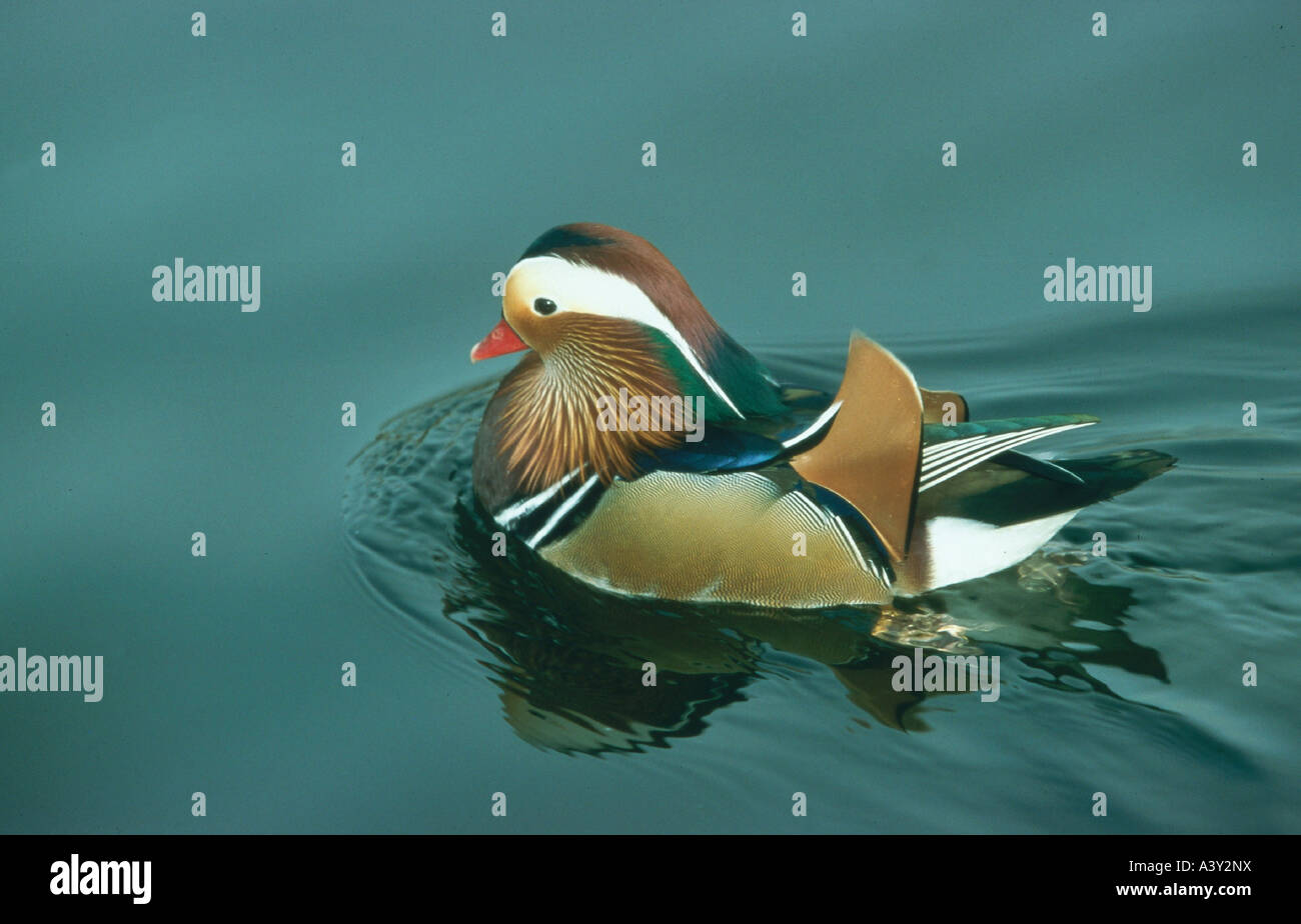 zoology / animals, avian / bird, Mandarin Duck, (Aix galericulata), swimming in water