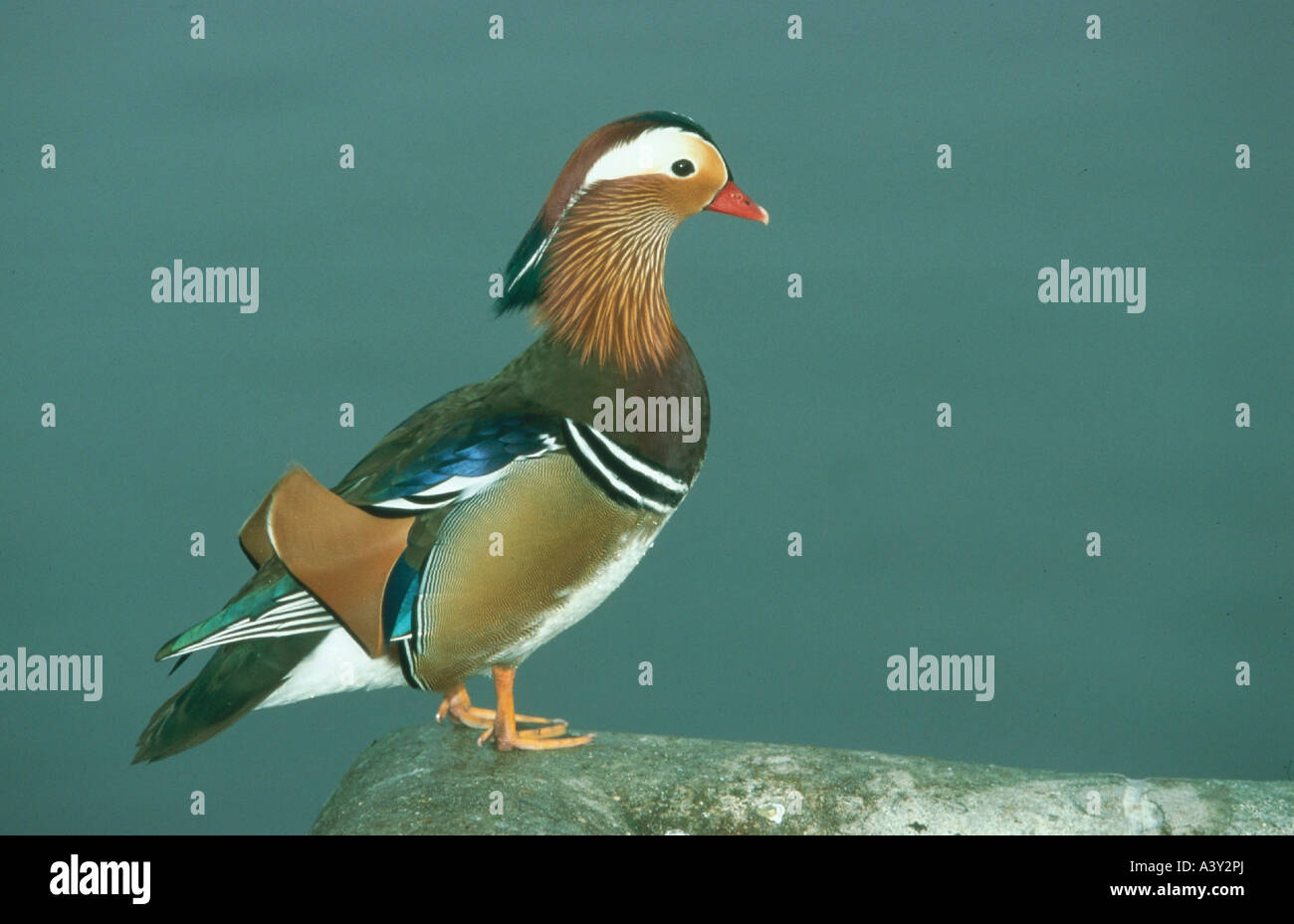 zoology / animals, avian / bird, Mandarin Duck, (Aix galericulata), at