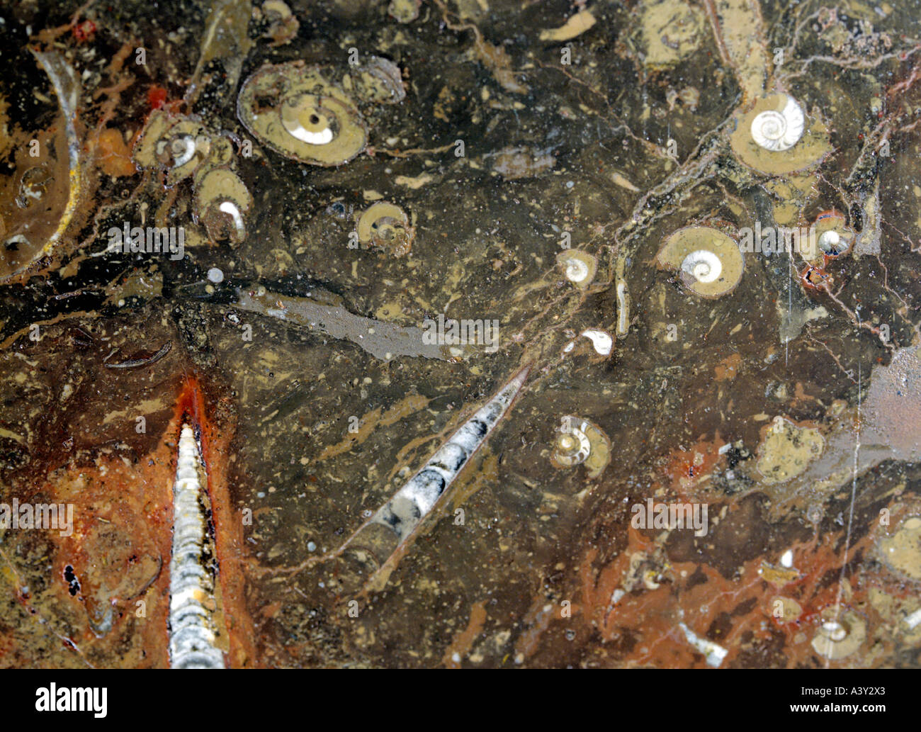snakestone and ammonits in polished marble stone Stock Photo
