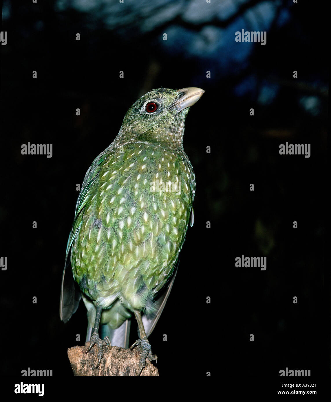 zoology / animals, avian / birds, Green Catbird, (Ailuroedus crassirostris), distribution: Australia, animal, bird, Ptilonorhync Stock Photo