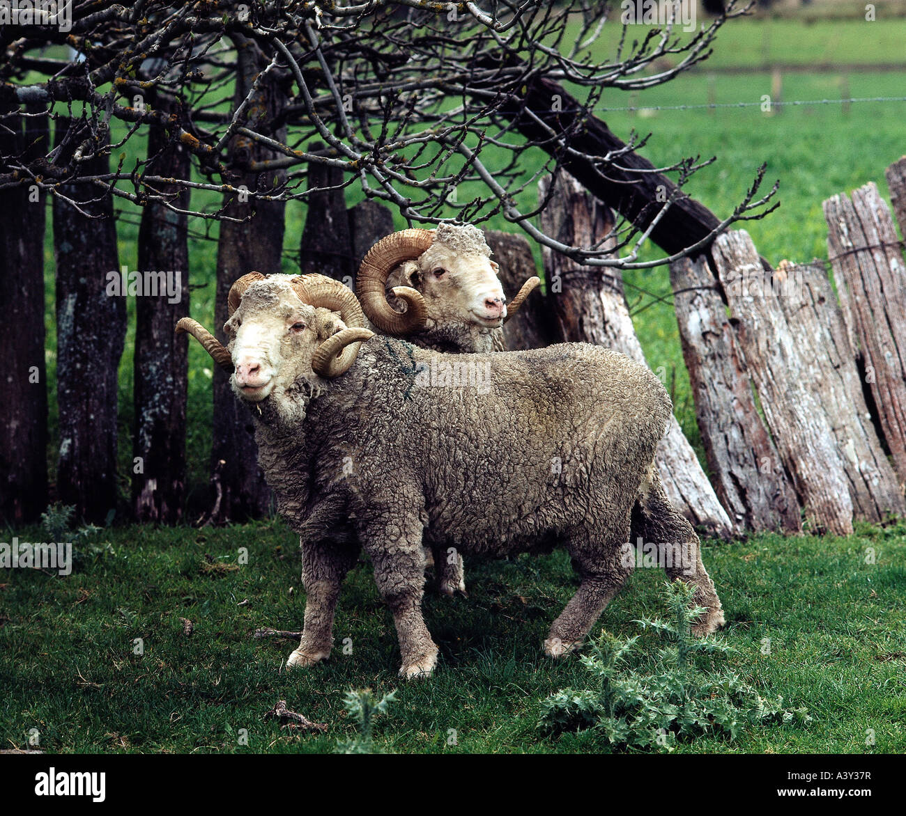 Australian jumbuck hires stock photography and images Alamy