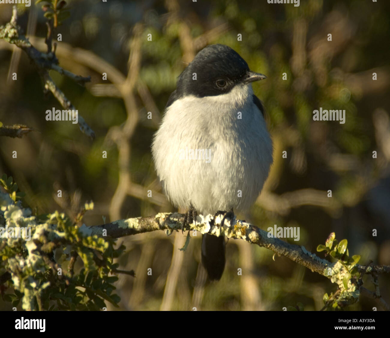 Fiscal flycatcher Sigelus silens Stock Photo