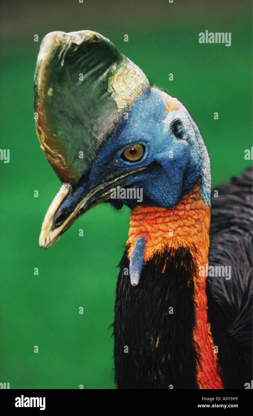 zoology / animals, avian / birds, Northern Cassowary, (Casuarius unappendiculatus rufotinctus), detail: head, Walsrode, distribu Stock Photo