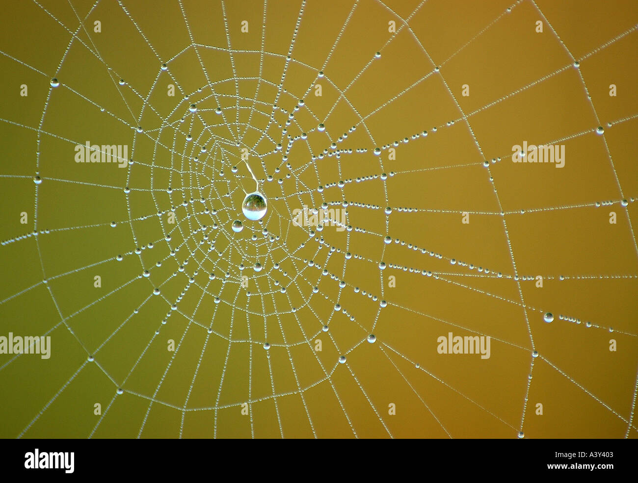 Spider Web Pattern Dew Web patterns hi-res stock photography and images - Alamy