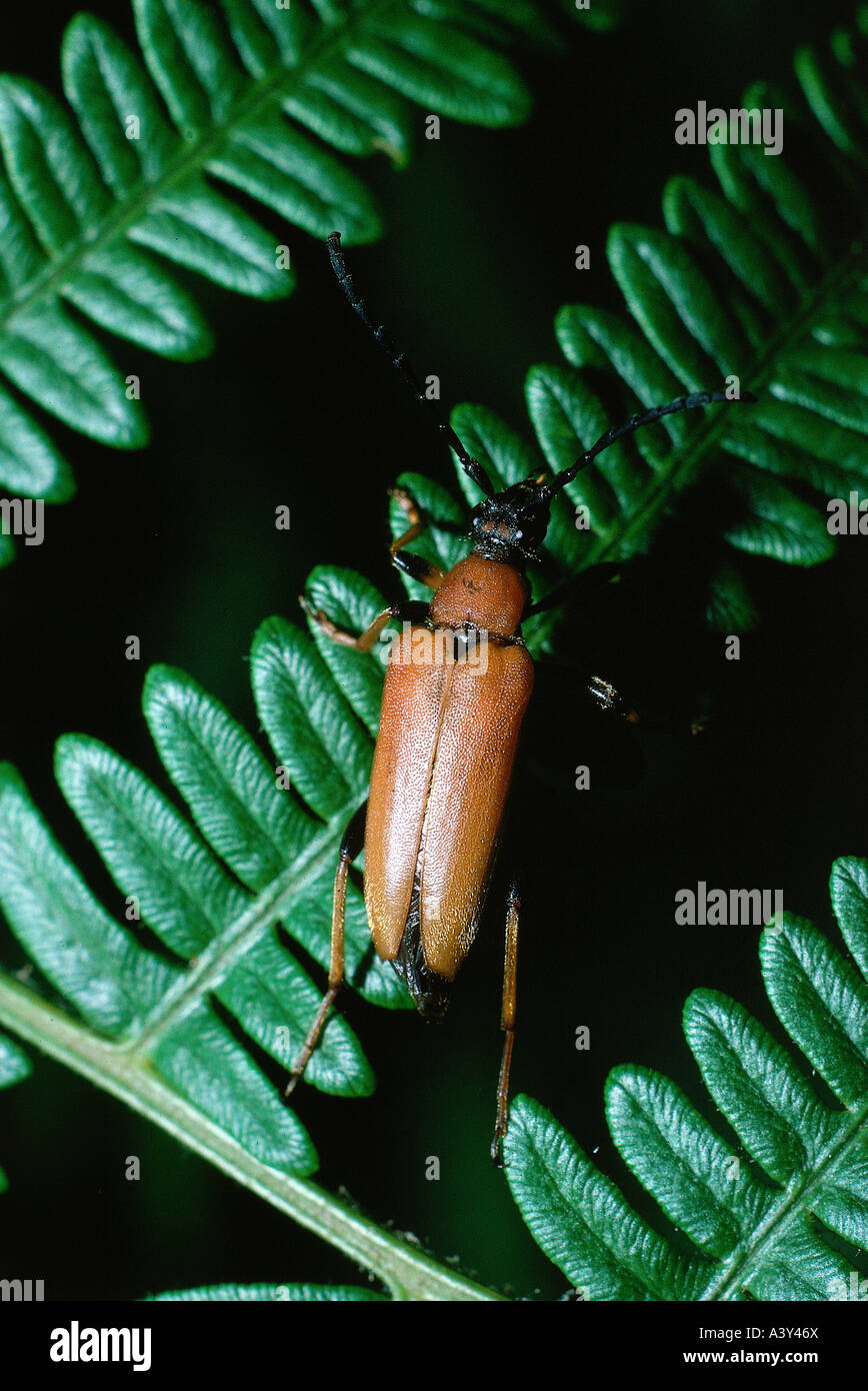 zoology / animals, insect, beetles, Longhorn Beetle, (Leptura rubra), on fern, distribution: Europe, Sibiria, Northern Africa, C Stock Photo