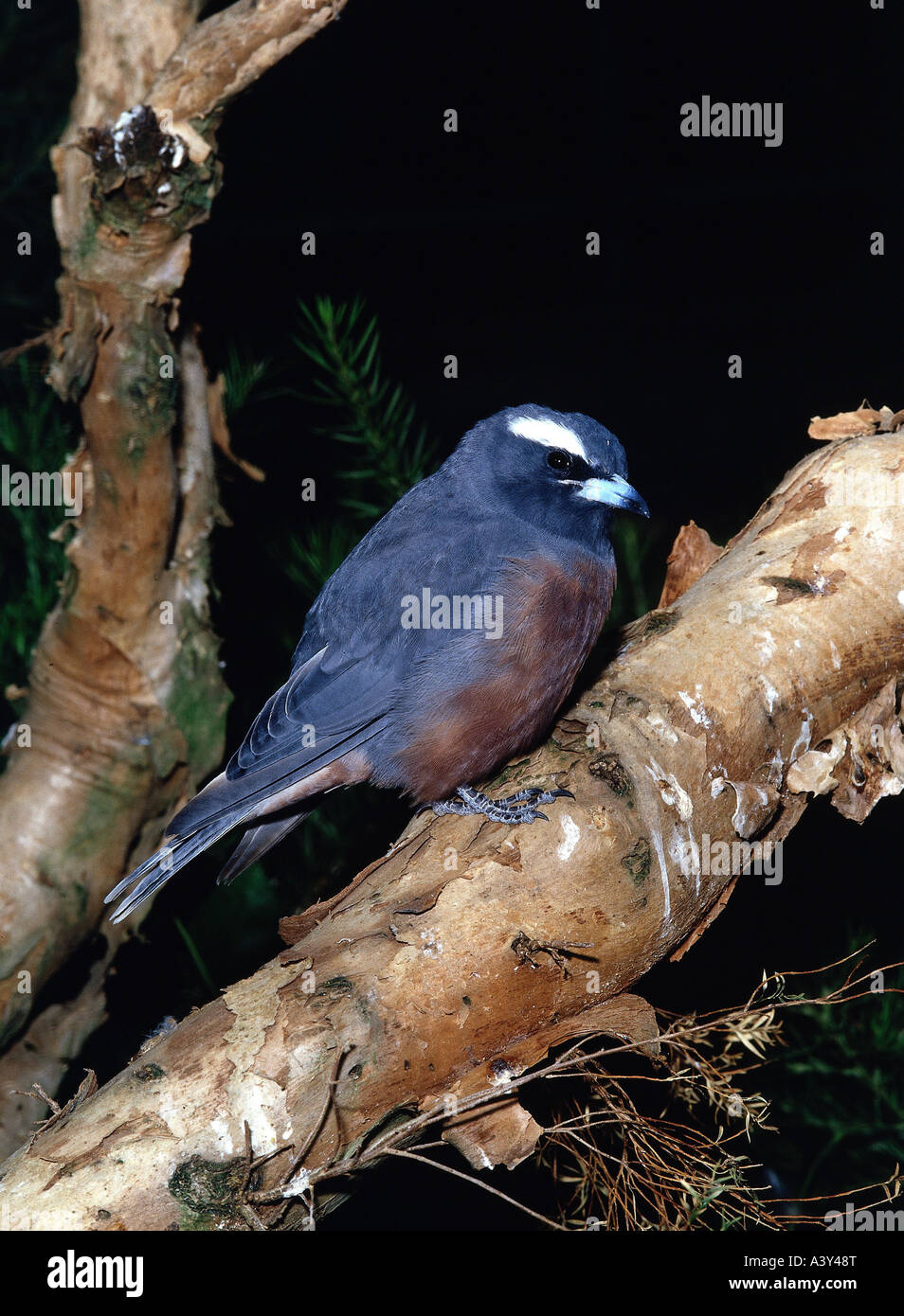 zoology / animals, avian / birds, White-browed Woodswallow, (Artamus superciliosus), sitting on branch, close-up, distribution: Stock Photo