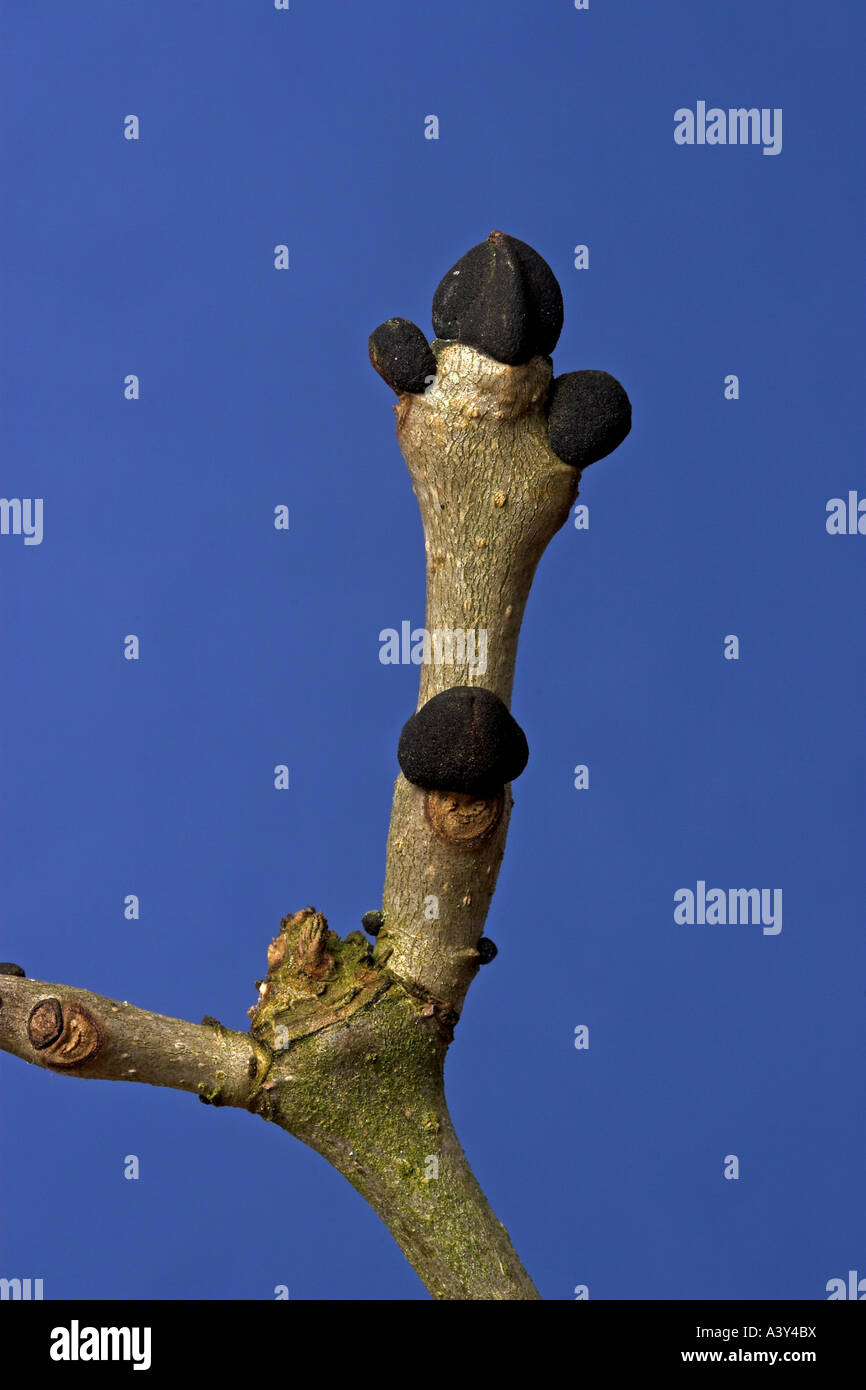 common ash, European ash (Fraxinus excelsior), buds in winter Stock Photo