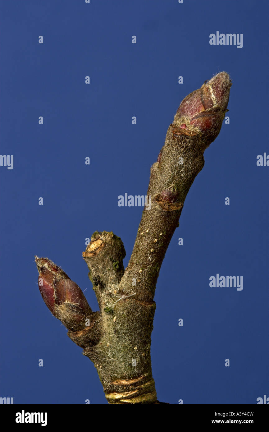 Buds in winter f hires stock photography and images Alamy