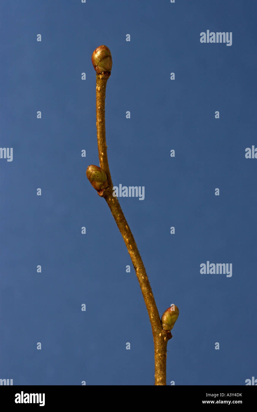 common hazel (Corylus avellana), buds in winter Stock Photo
