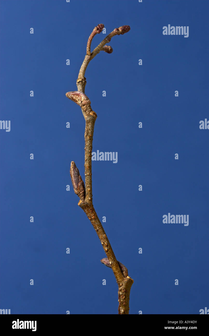 common alder, black alder, European alder (Alnus glutinosa), buds in winter Stock Photo