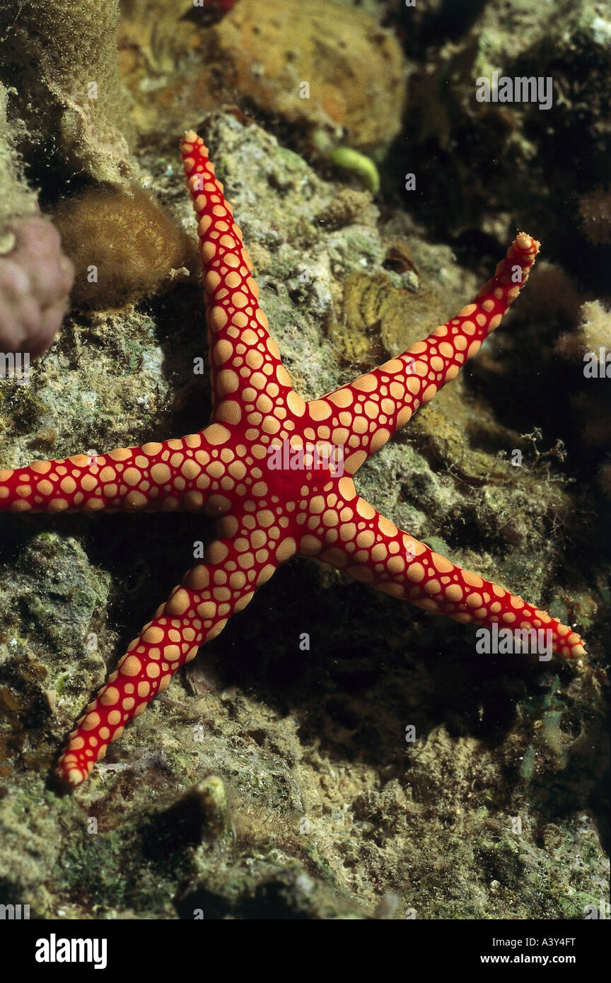 93 red sea star