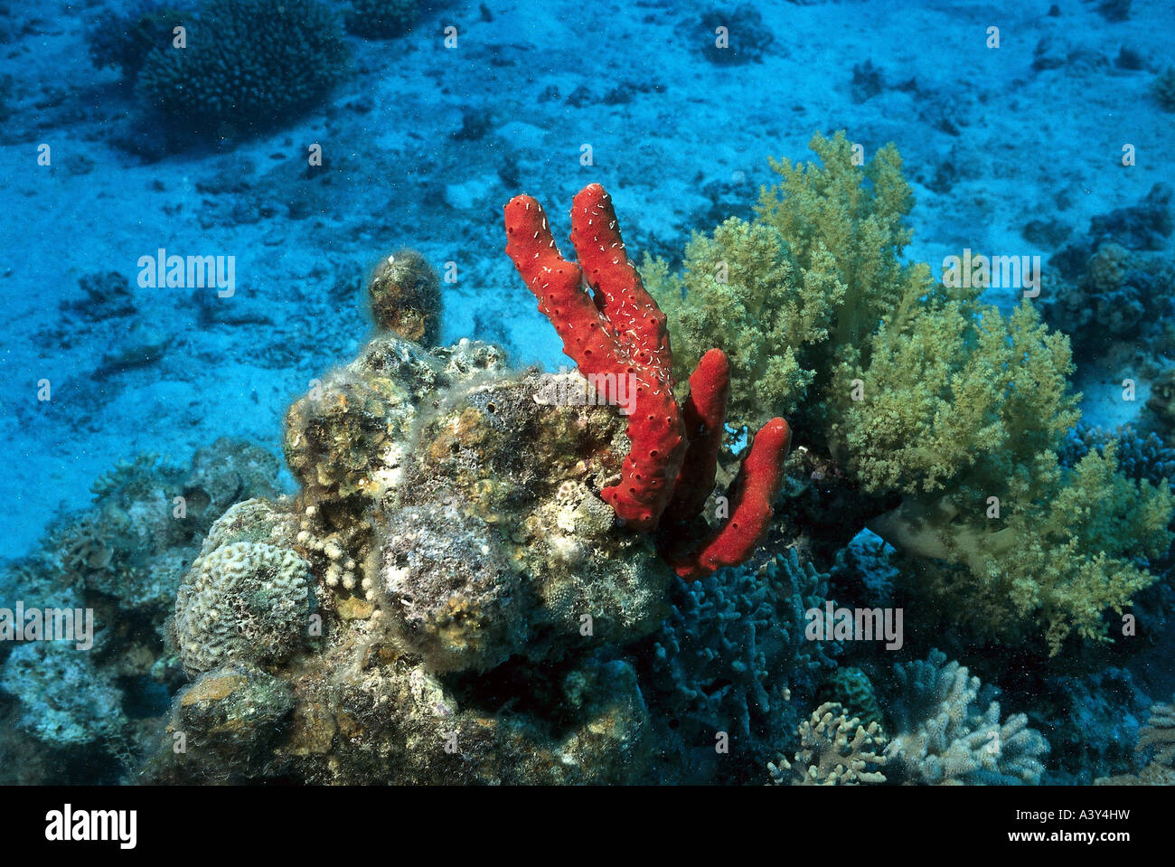 Sea sponge hires stock photography and images Alamy