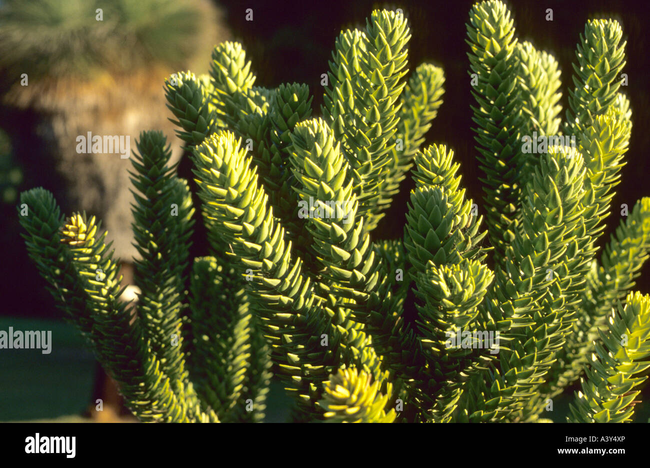 Araucaria (Araucaria muelleri), branches Stock Photo