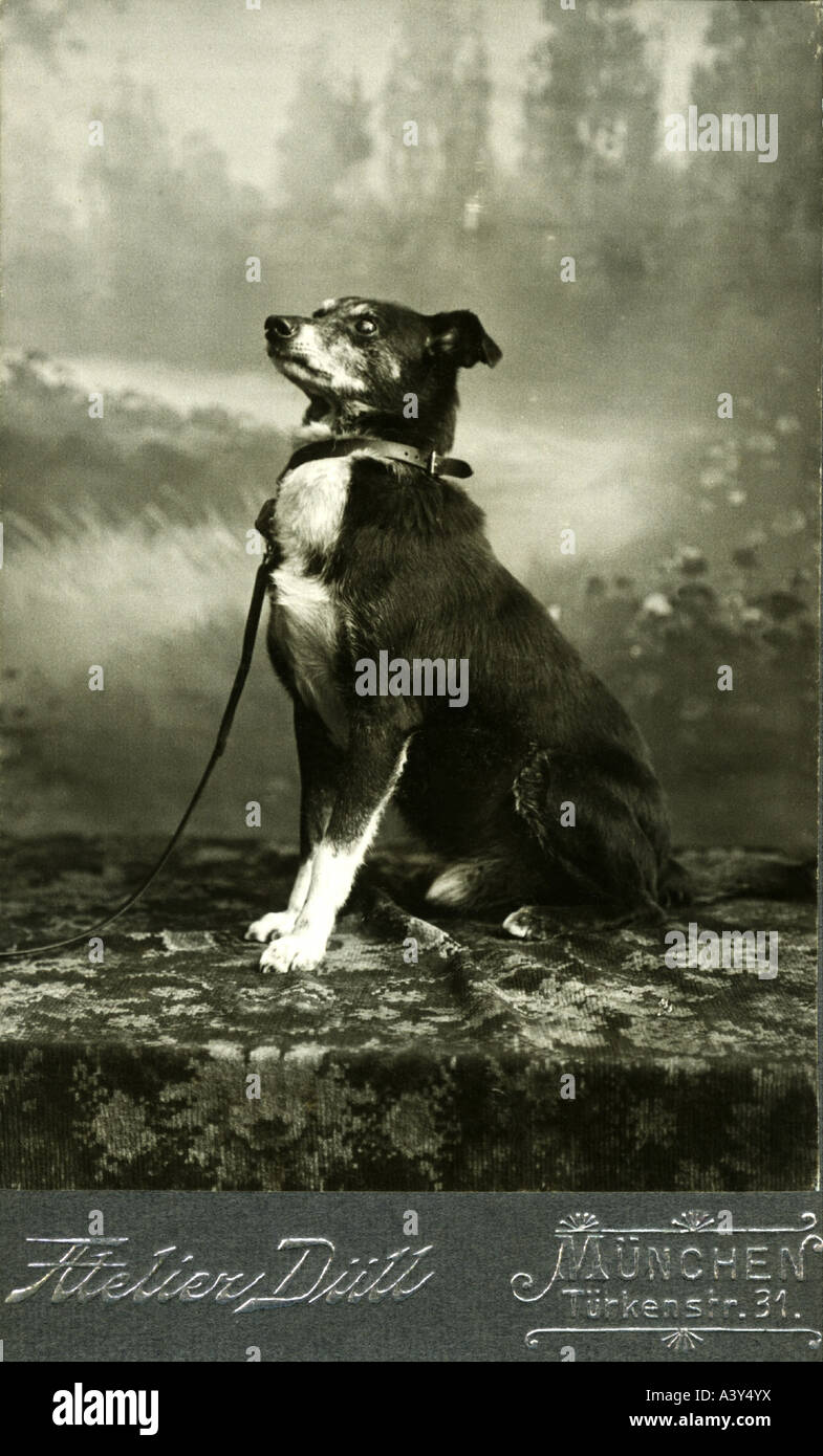 zoology, dogs, Photography by Atelier Düll, Munich, 1906, Stock Photo