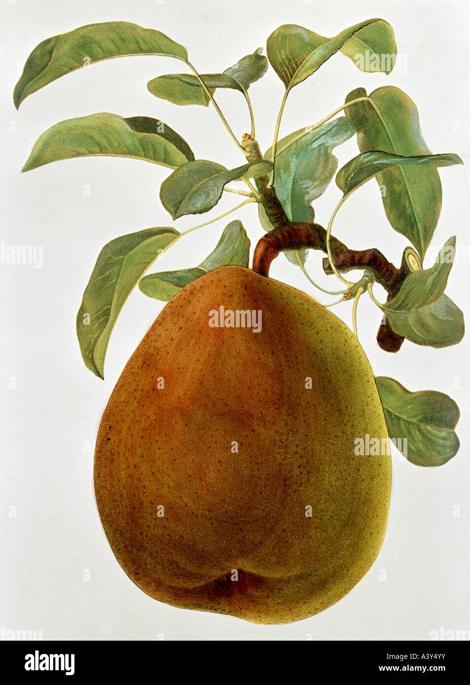 botany, Pyrus, 'pear', (Pyrus communis), winter Dechant pear, fruit on twig, colour lithograph by Ebenhusen and Eckstein, from 'Gaucher `s praktischer Obstbaumzüchter', Stuttgart, circa 1880, Stock Photo