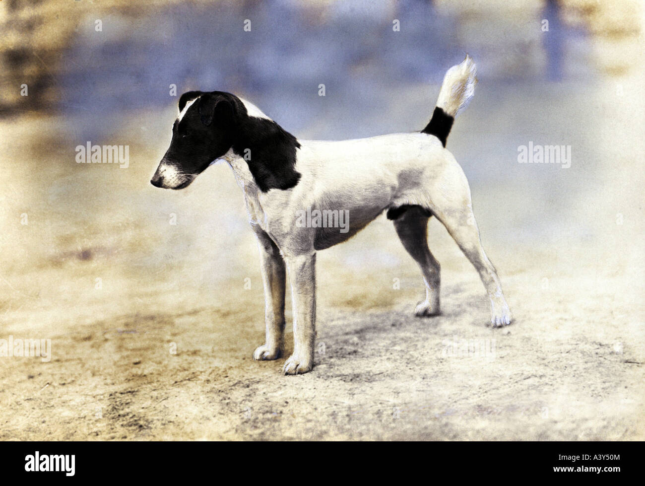 zoology, dogs, circa 1900, Stock Photo