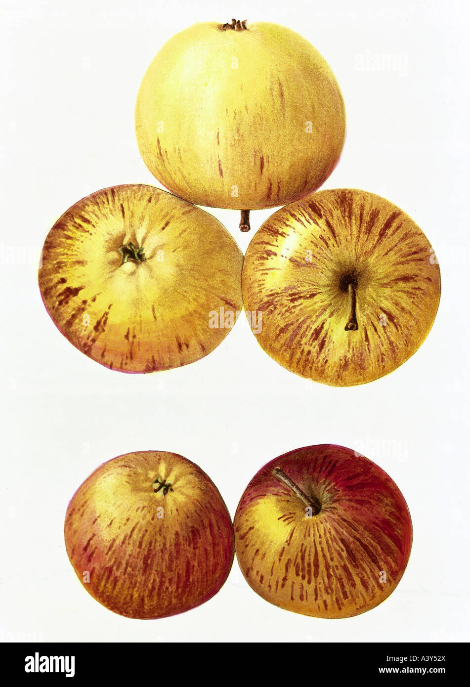 botany, Malus, 'apple', (Malus domestica), Golden Pearmain, fruit, colour lithograph, circa 1880 / 1890, illustration, 19th century, , Stock Photo