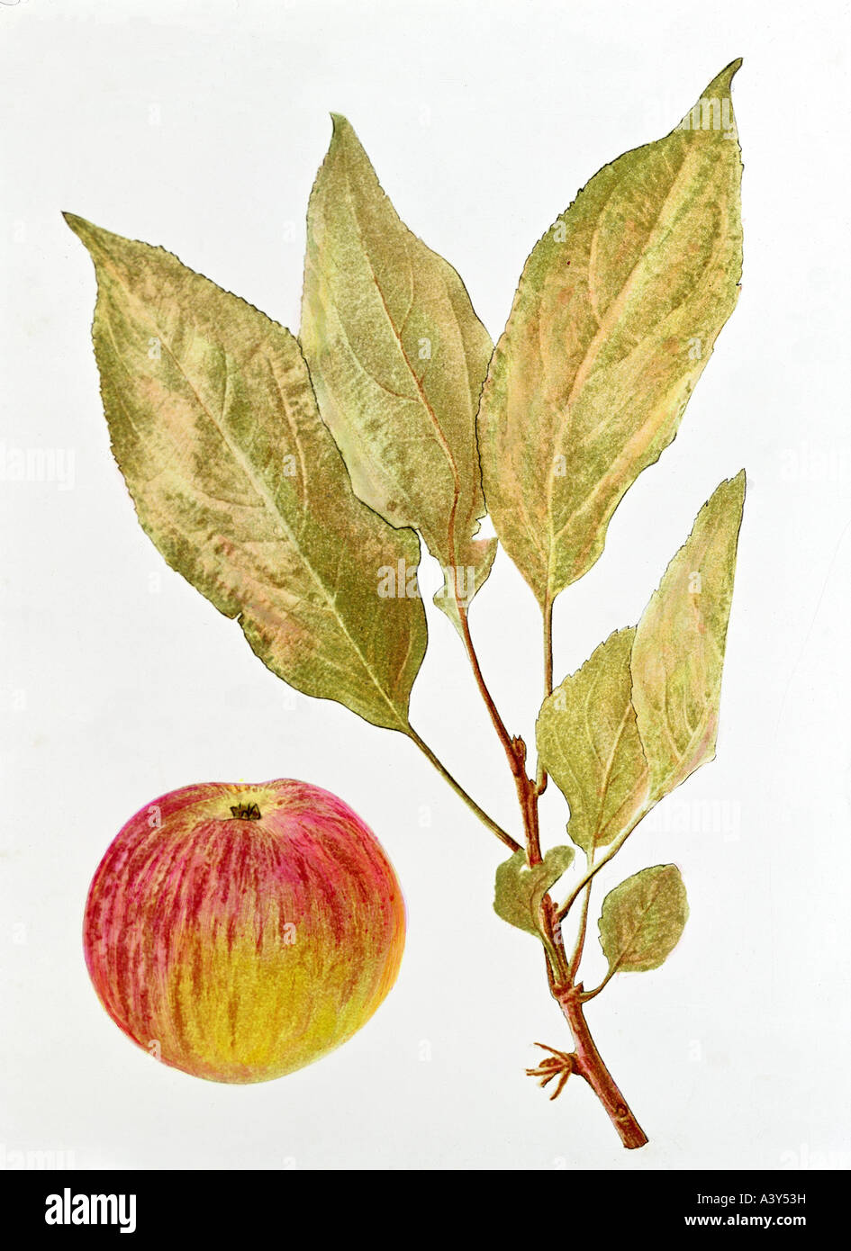 botany, Malus, 'apple', (Malus domestica), Flamed Cousinot, fruit and twig, colour lithograph, circa 1880 / 1890, illustration, 19th century, , Stock Photo