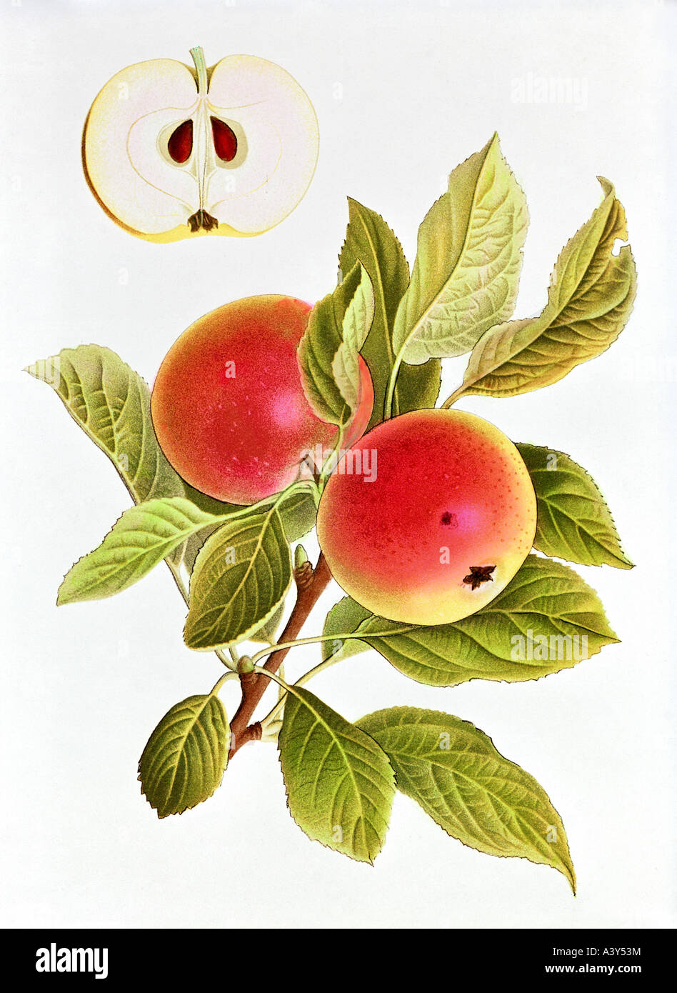 botany, Malus, 'apple', (Malus domestica), Edelborsdorfer, fruit on twig, colour lithograph, circa 1880 / 1890, illustration, 19th century, , Stock Photo