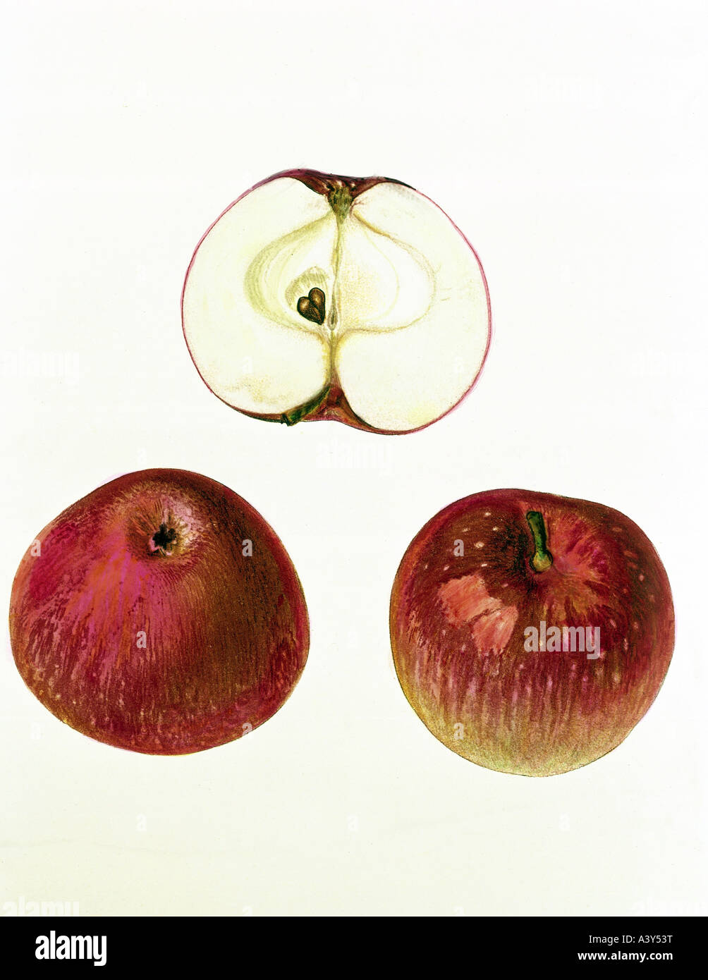 botany, Malus, 'apple', (Malus domestica), Flamed Cardinal, fruit, colour lithograph, circa 1880 / 1890, illustration, 19th century, , Stock Photo