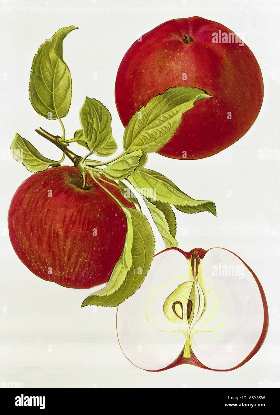 botany, Malus, 'apple', (Malus domestica), Red Winterdove apple, fruit on twig, colour lithograph, circa 1880 / 1890, illustration, 19th century, , Stock Photo