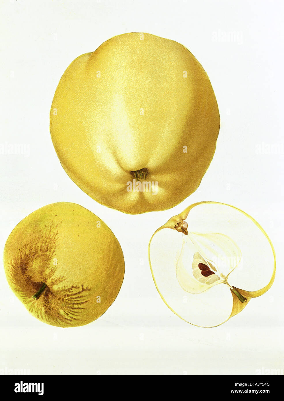 botany, Malus, 'apple', (Malus domestica), Yellow Bellefleur apple, fruit, colour lithograph, circa 1880 / 1890, illustration, 19th century, , Stock Photo