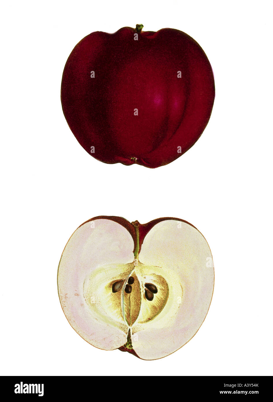 botany, Malus, 'apple', (Malus domestica), Red Calville apple, fruit, colour lithograph, circa 1880 / 1890, illustration, 19th century, , Stock Photo