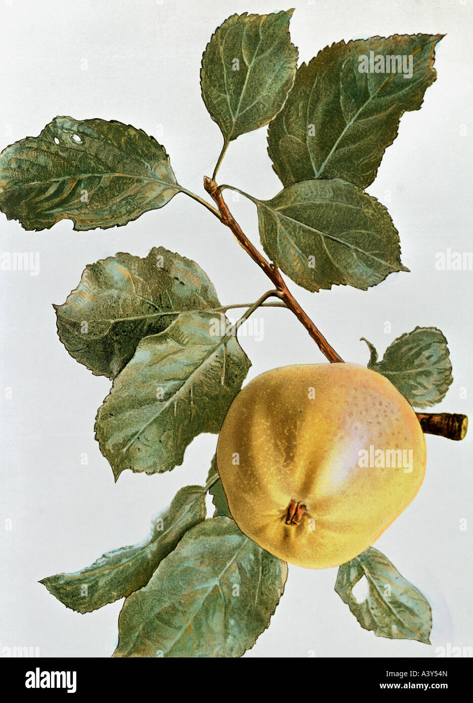 botany, Malus, 'apple', (Malus domestica), German Goldpepping, fruit on twig, colour lithograph, circa 1880 / 1890, Stock Photo