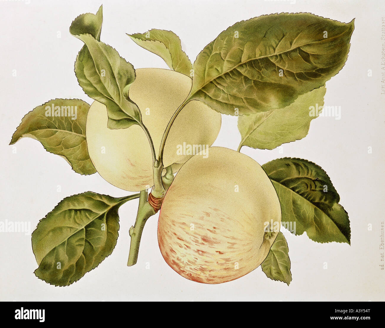 botany, Malus, 'apple', (Malus domestica), White Transparent, fruit on twig, colour lithograph, circa 1880 / 1890, illustration, 19th century, , Stock Photo