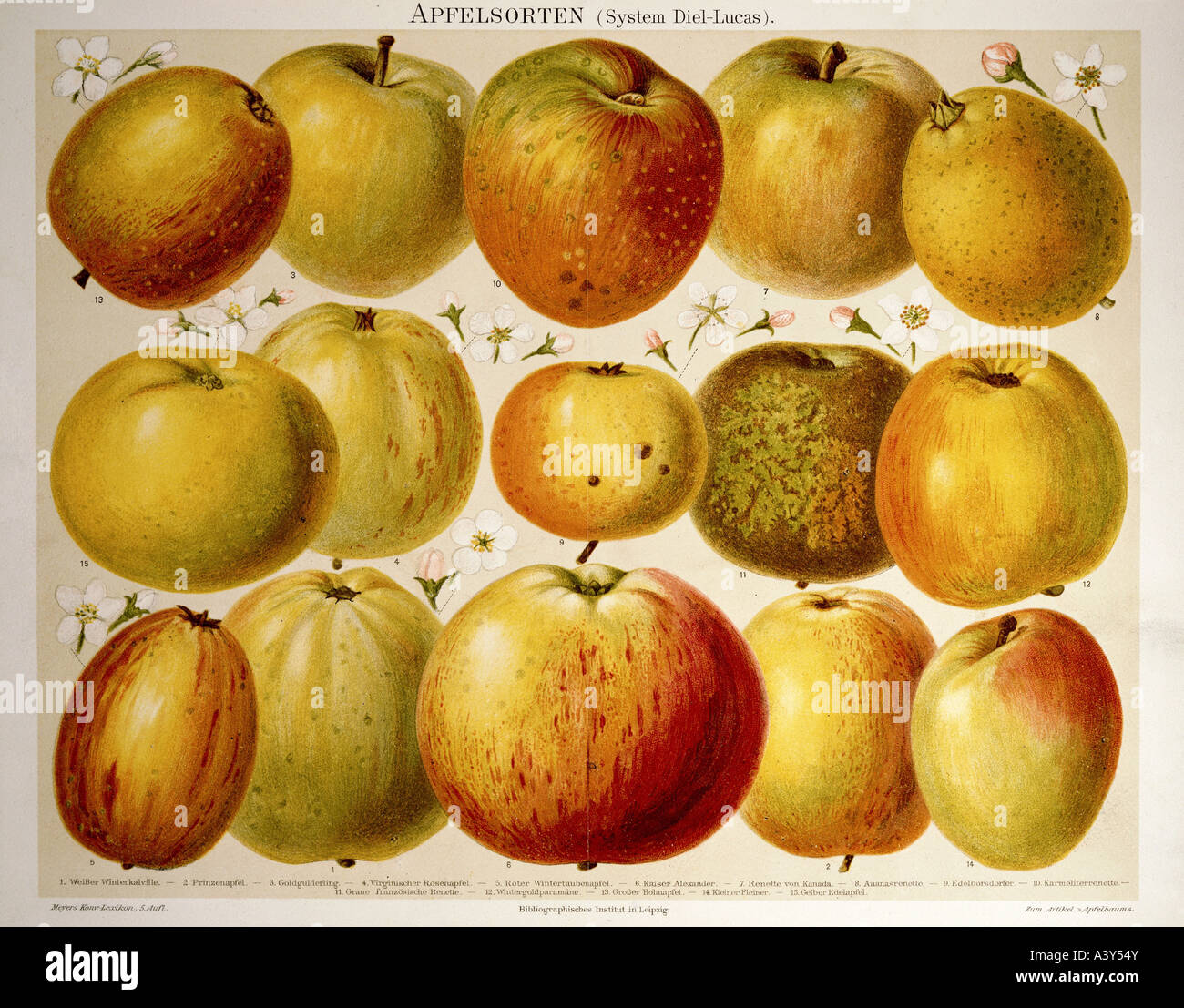 botany, Malus, 'apple', (Malus domestica), different sorts, colour lithograph, from 'Meyer Lexikon', circa 1880, private collection, Stock Photo