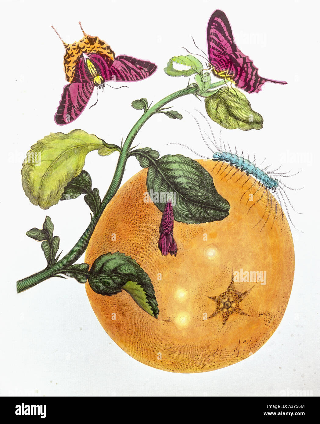 botany, fruit with caterpillar and butterfly, engraving, coloured with watercolour, by Anna Maria Sibylla Merian, (1647 - 1717), from 'Metamorphosis insectorum surinamensium', Amsterdam, 1705, private collection, illustration, 19th century, , Artist's Copyright has not to be cleared Stock Photo